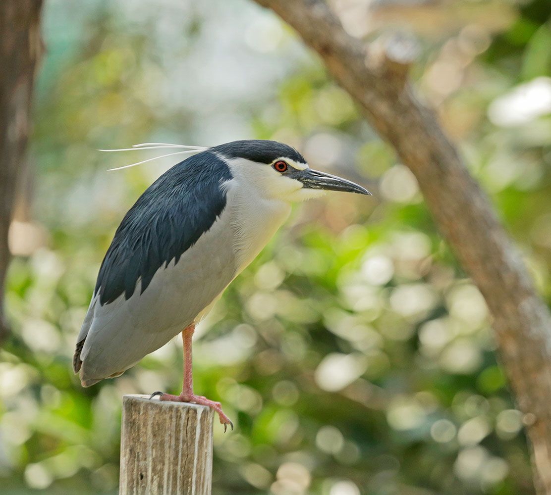 Night Heron